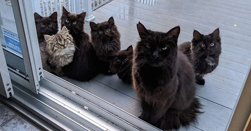 Stray Cat Brings All Her Babies To Meet The Woman Who Helped Her