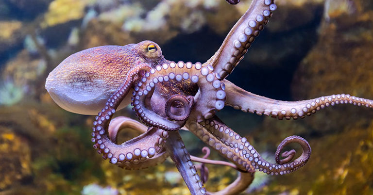 33 Scientists Publish Paper Suggesting Octopuses Arrived As “Extraterrestrial Imports” To Earth - Featured image