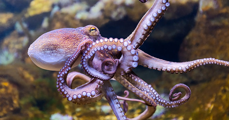 33 Scientists Publish Paper Suggesting Octopuses Arrived As “Extraterrestrial Imports” To Earth - Featured image