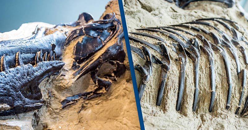World’s First Complete T-Rex Skeleton Finally Revealed To Public 67 Million Years After It Was Buried