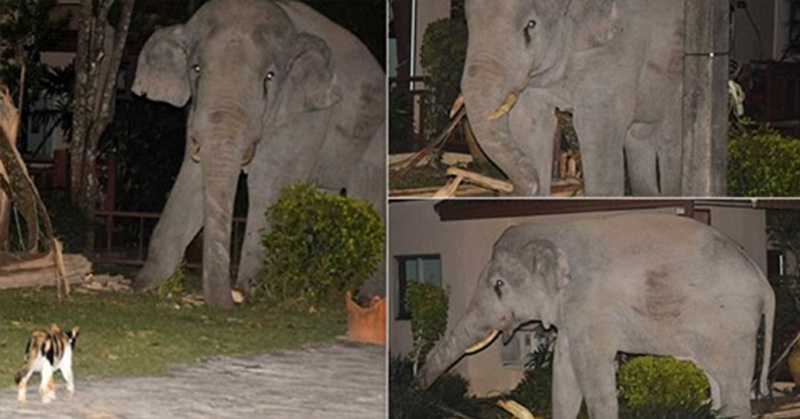 Tiny cat chases away massive four-tonne elephant that wandered into its garden - Featured image