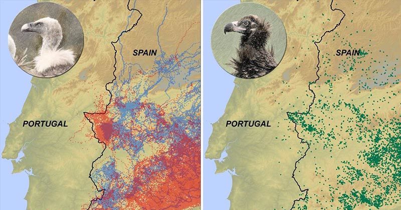 Smart vultures never, ever cross the Spain-Portugal border. Why?