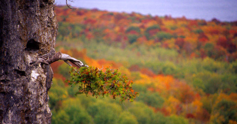A Secret Forest Grew for Millennia in North America Without Anyone Noticing