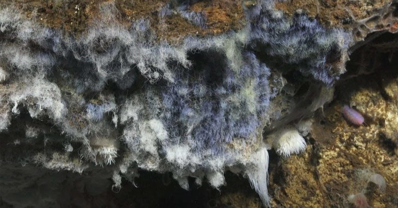 Discover the Upside-Down Lakes and Waterfalls at the Bottom of the Ocean