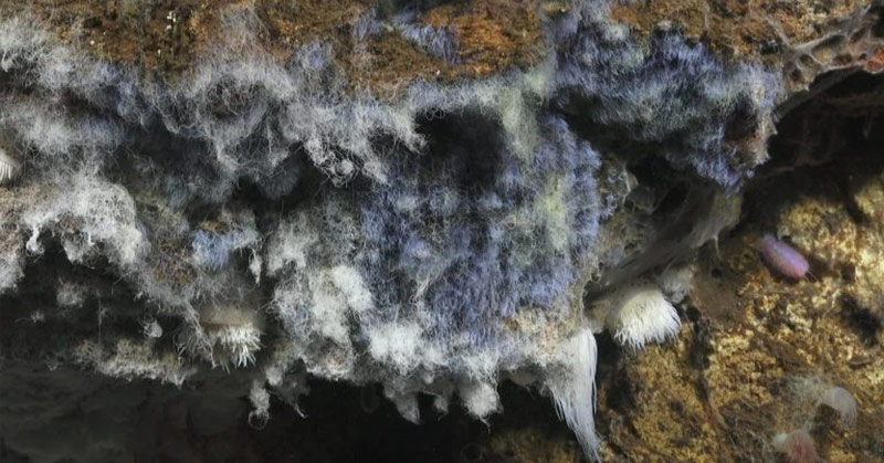Discover the Upside-Down Lakes and Waterfalls at the Bottom of the Ocean - Featured image
