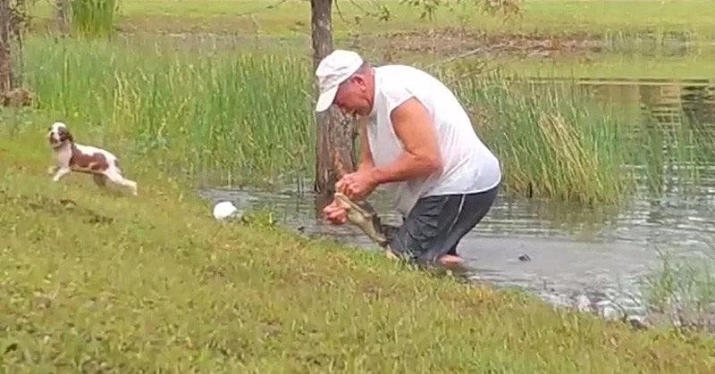 Florida man wrestles his puppy from jaws of alligator: VIDEO