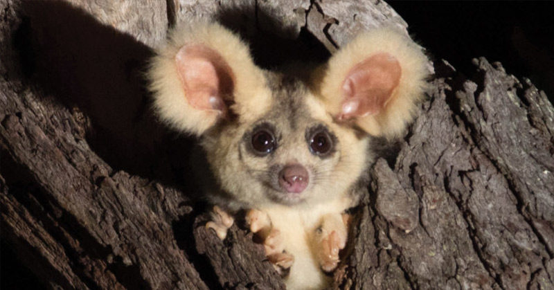 Two new mammals discovered in Australia