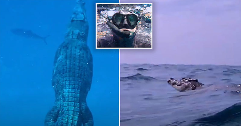 Diver gets the fright of his life after spotting giant crocodile swimming next to him in Australia