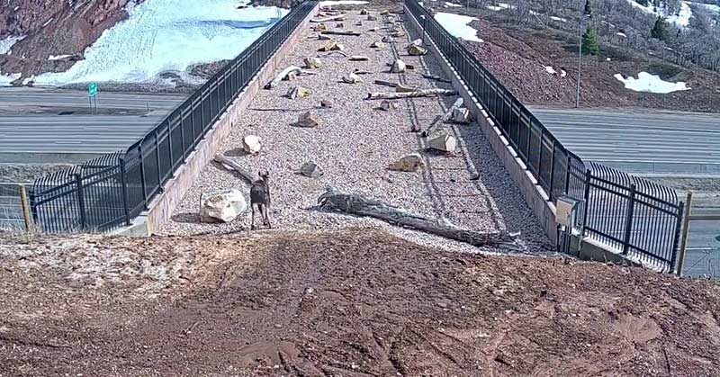 ‘It’s working!’ Video shows animals using wildlife bridge to safely cross interstate