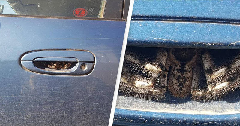 Terrified Woman Finds Huge Spider Hiding In Her Car Door Handle