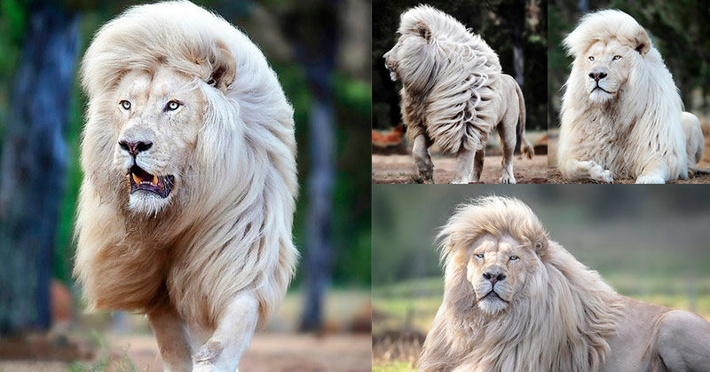 Stunning lion shows off incredible mane at sanctuary