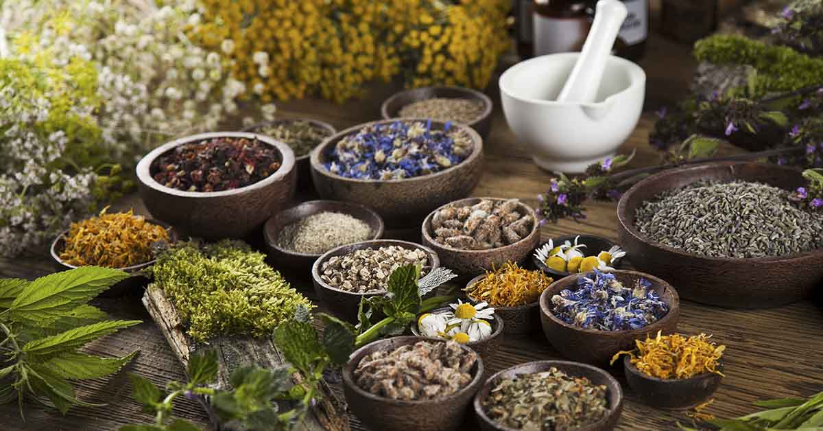 The Top 10 Medicinal Plants and Herbs for Your Health