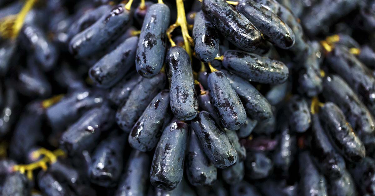 What Are Moon Drop Grapes?
