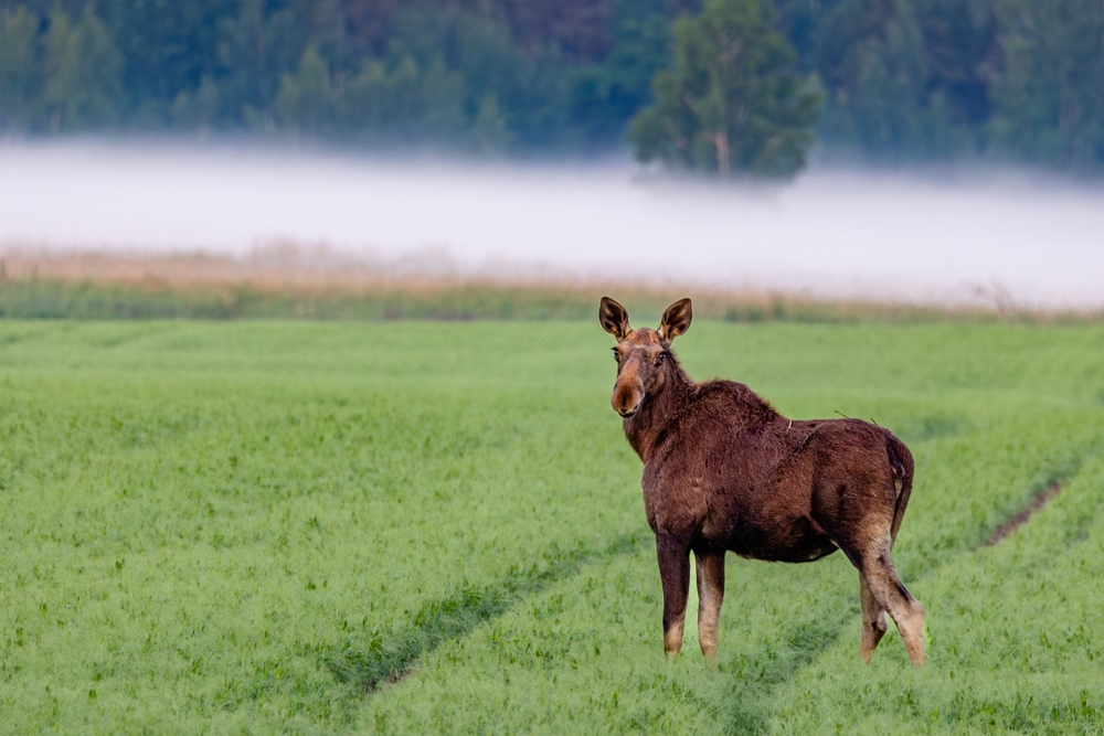 Beautiful moose on a field on a summer morning
