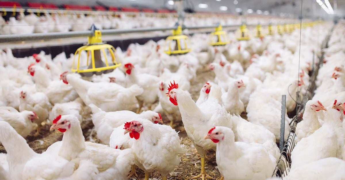 Chickens have gotten ridiculously large since the 1950s