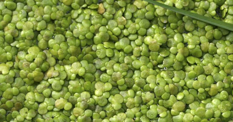 Water Lentils: These Tiny Specks Are The New Superfood - Featured image