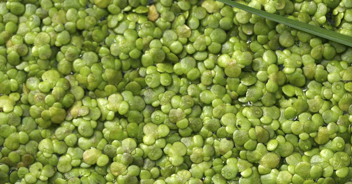 Water Lentils: These Tiny Specks Are The New Superfood