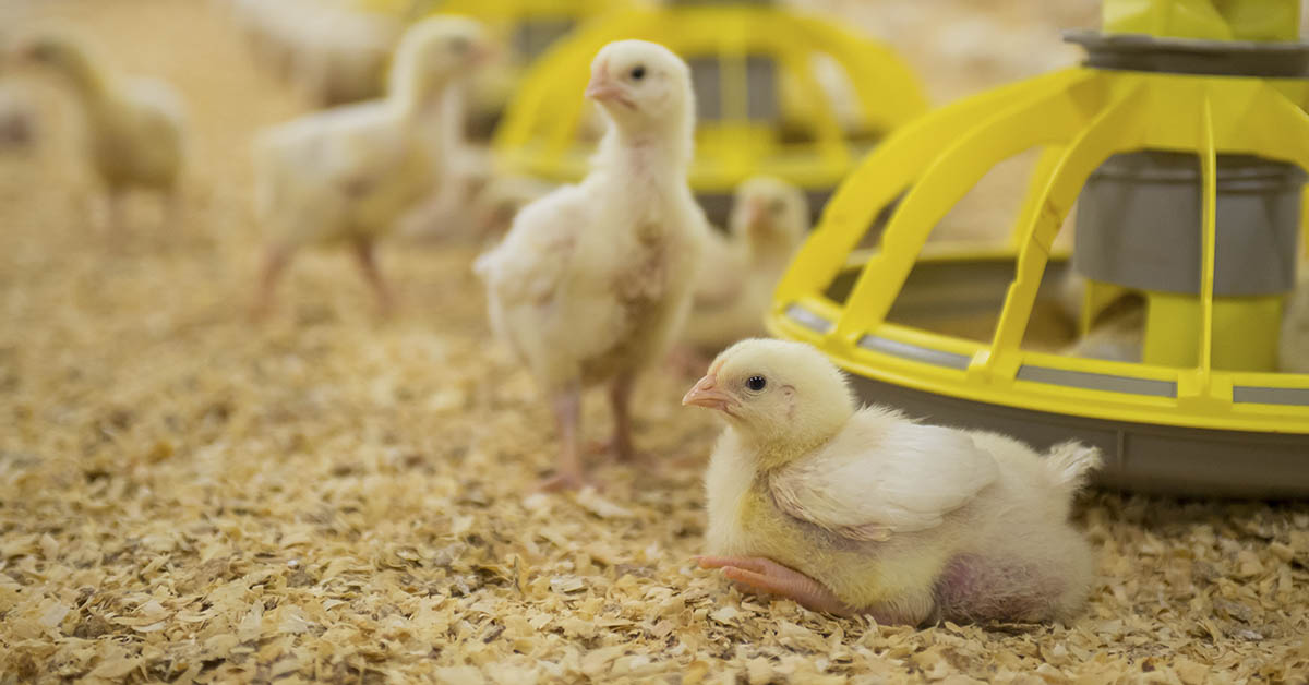 How a shipping error 100 years ago launched the $30 billion chicken industry