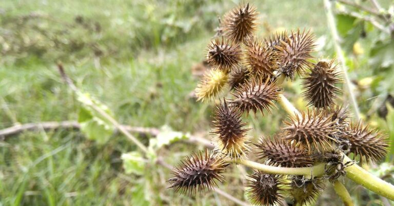 Cocklebur plant: The ‘invasive weed’ with Anti-aging, anti-inflammatory potential - Featured image
