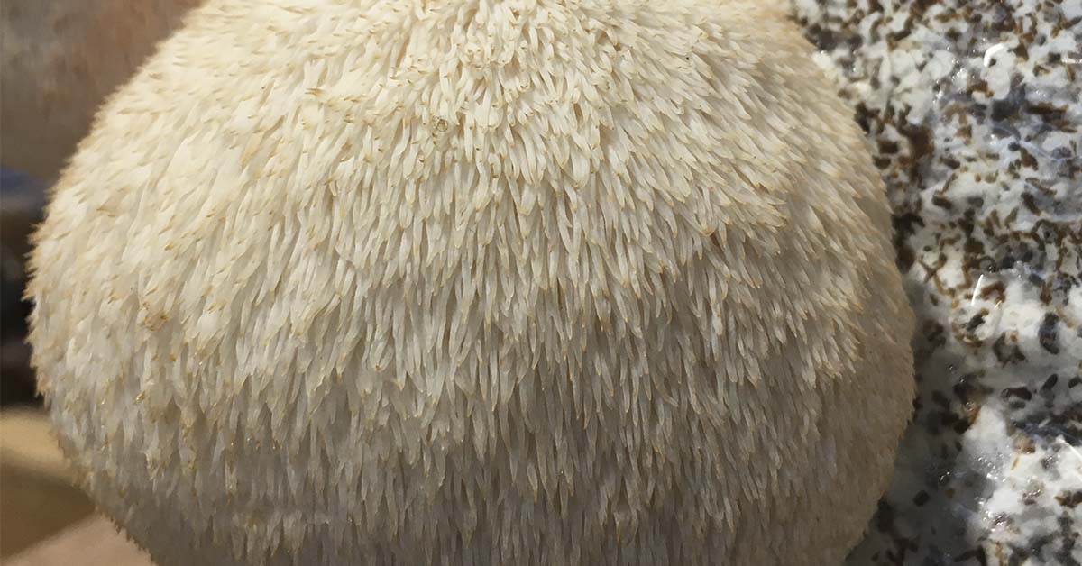Lion’s Mane: The Mushroom You Should be Taking To Support Nerve Regeneration and Cognitive Performance