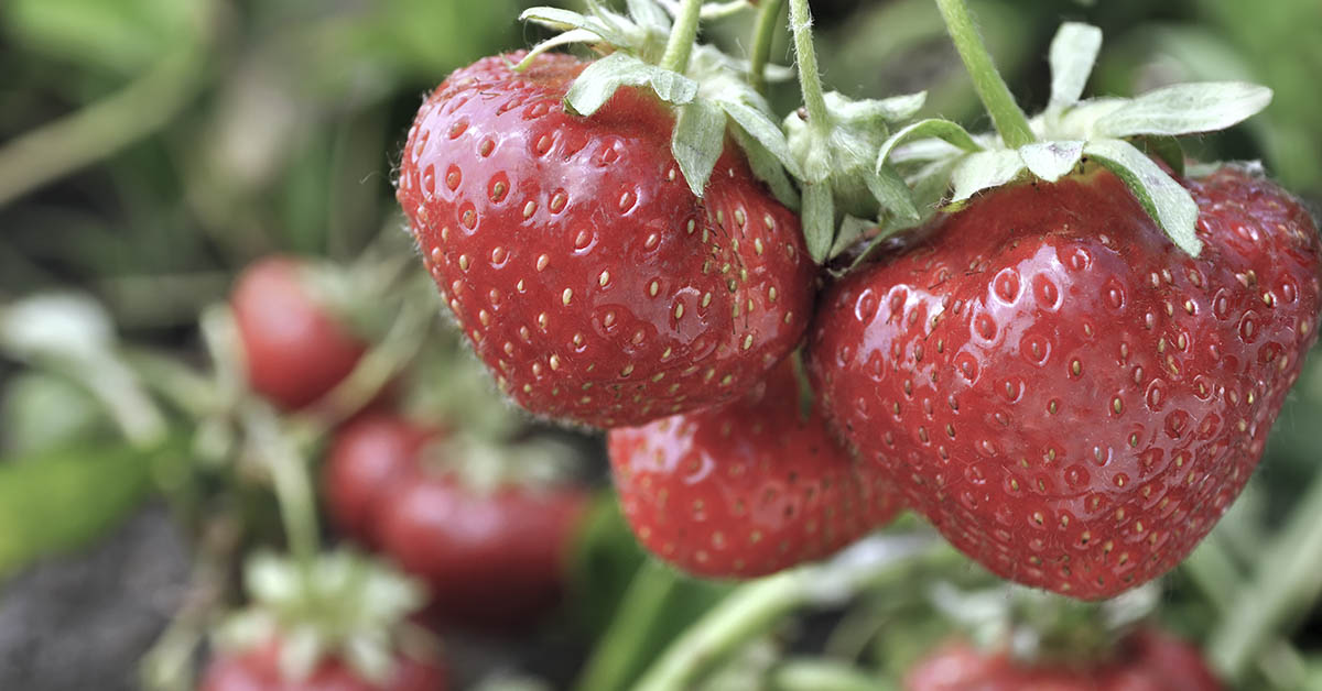 Why don’t strawberries taste good anymore?