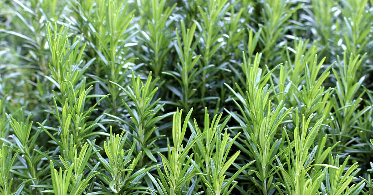 Rosemary: The Brain Boosting Herb