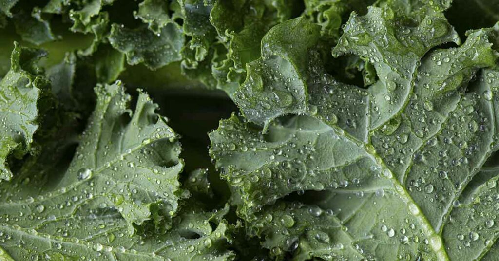 Is Kale a Superfood? Here’s why you can actually eat too much - Featured image