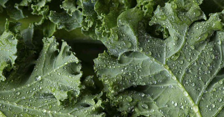 Is Kale a Superfood? Here’s why you can actually eat too much - Featured image
