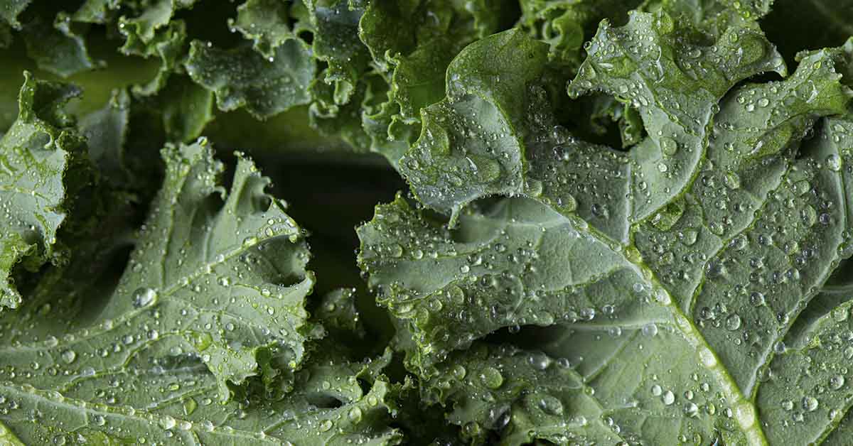 Is Kale a Superfood? Here’s why you can actually eat too much
