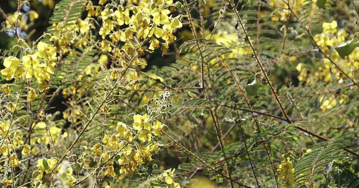 3 Reasons Why Cat’s Claw Should Be in Your Herbal Medicine Cabinet