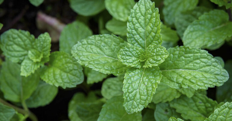 8 Plants To Help Repel Mice, Spiders, and other insects - Featured image