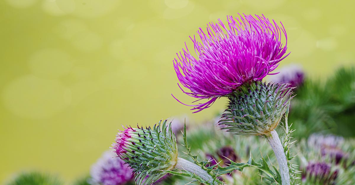 5 Science-Backed Benefits of Milk Thistle