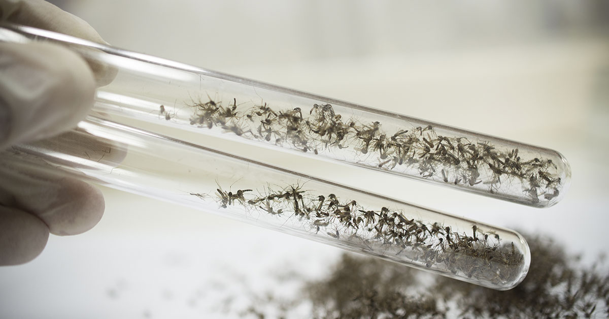 Environmental groups relieved as release of GE mosquitoes avoided in California