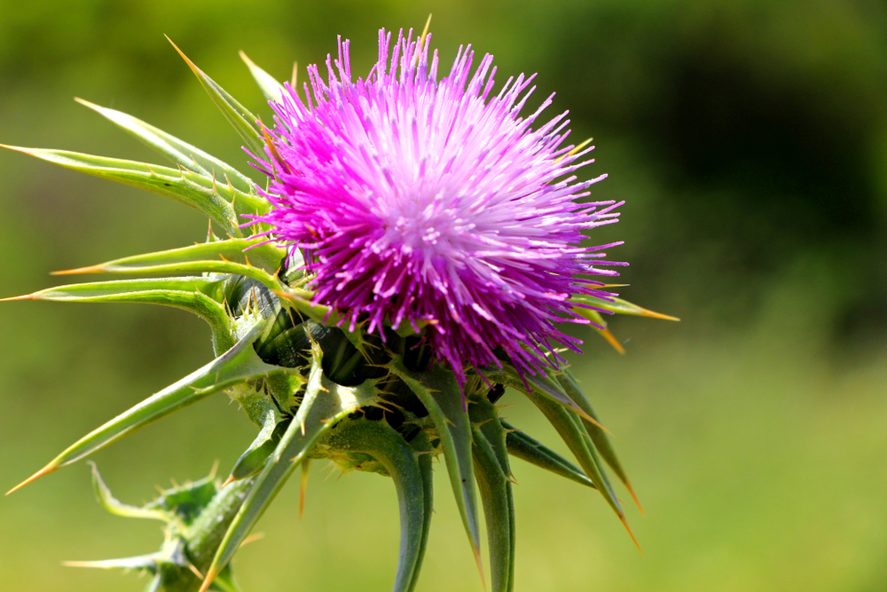 Thistle - symbol of Scotland. A Thistle flowering on a sunny day. Milk thistle flowerhead.