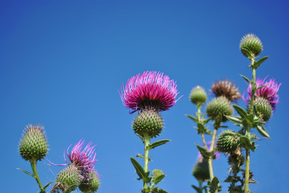 Milk Thistle (Silybum marianum, cardus marianus, Marian, Saint Mary's, Mediterranean or Scotch thistle)blooming flowers on bright blue sky background