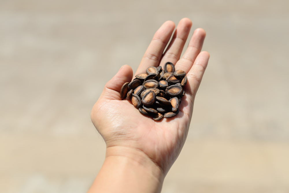 Hand hold out on palm have watermelon seeds