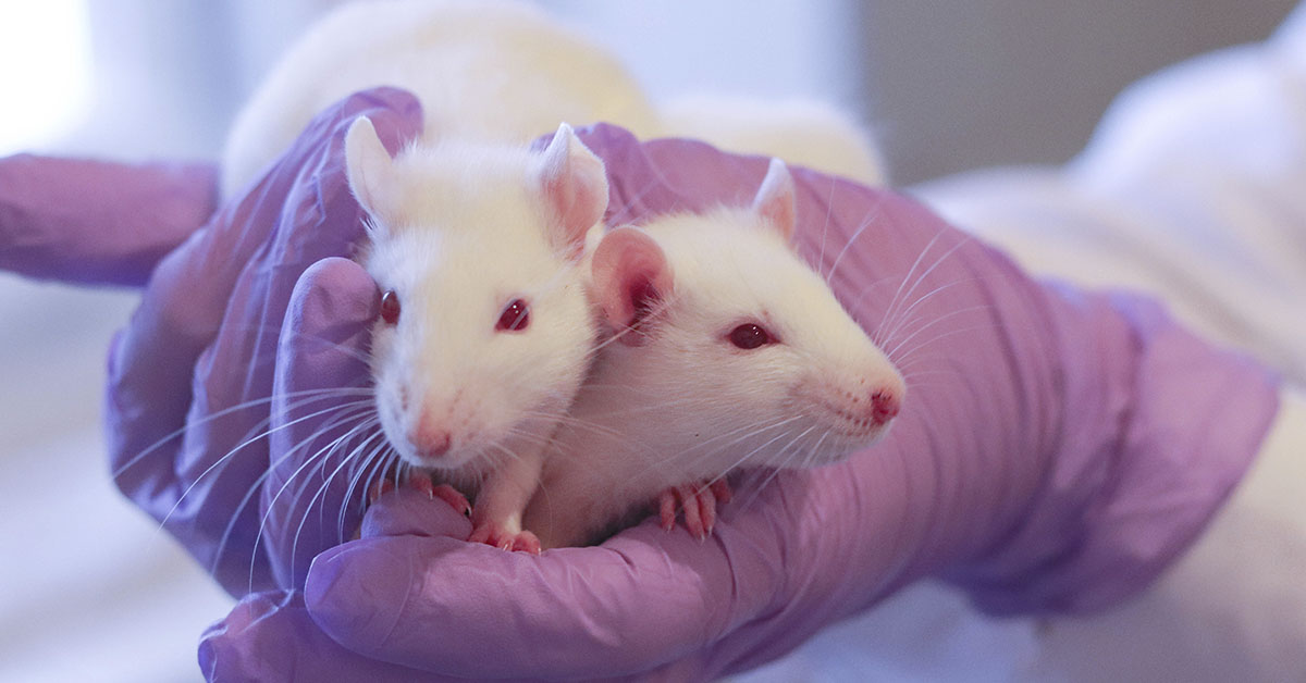 Scientists Successfully Used Sound Waves To Kill Cancer Cells In Rats