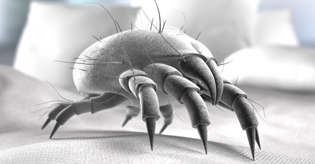How To Control Dust Mites In Your Home For Better Health - Featured image