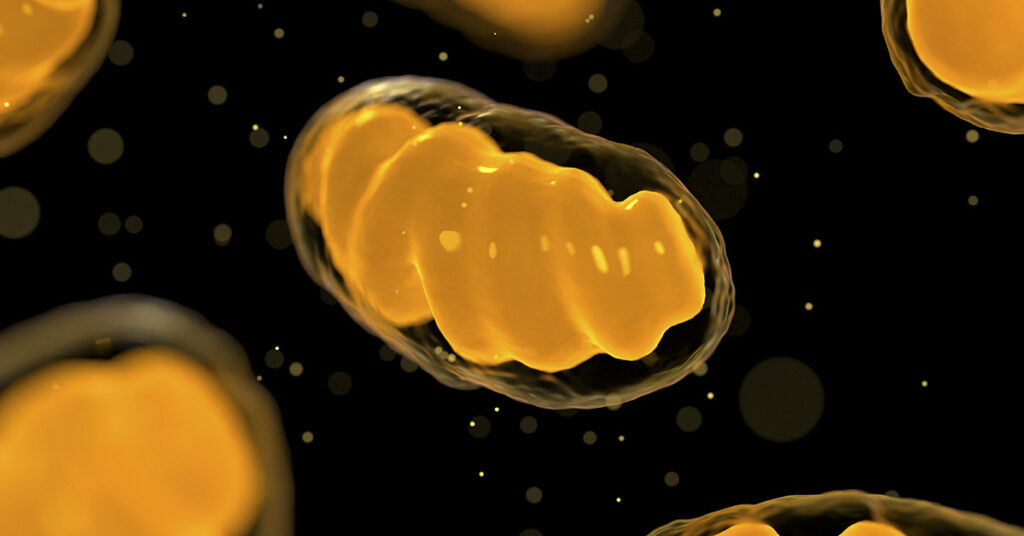 How To Support Your Mitochondria For Optimal Health - Featured image