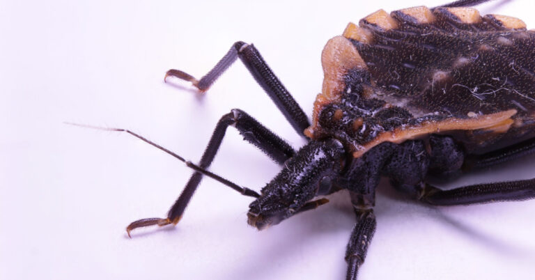 These bugs come out at nighttime, and attacking victims, they silently kill or leave them with a lifelong infection - Featured image