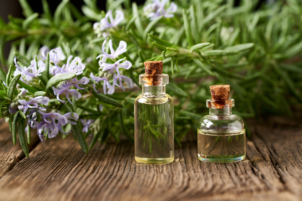 Two bottles of essential oil with fresh blooming rosemary in the background