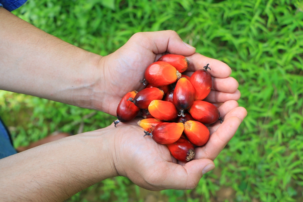 Kalimantan's typical palm fruit. with good quality
