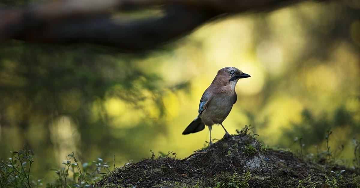 The One Natural Sound That Does Wonders For Your Mental Health