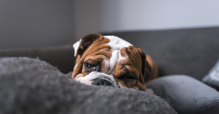 My puppy chewed my big toe to the bone while I slept - Featured image