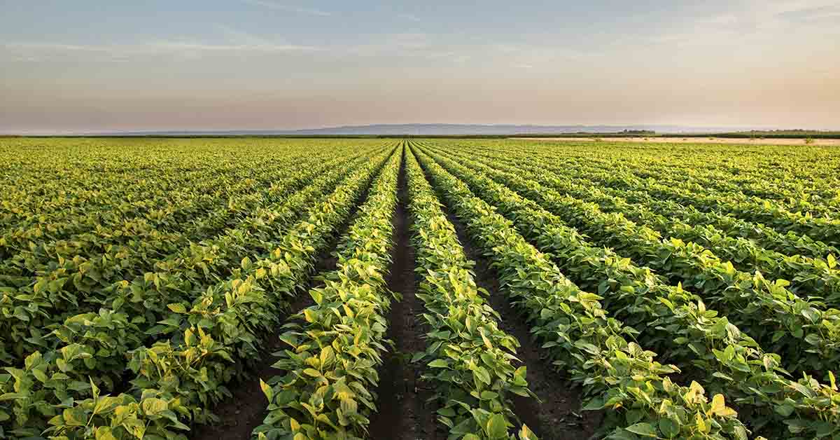 Laser weeding: A New Weapon in the War on Weeds and Pests