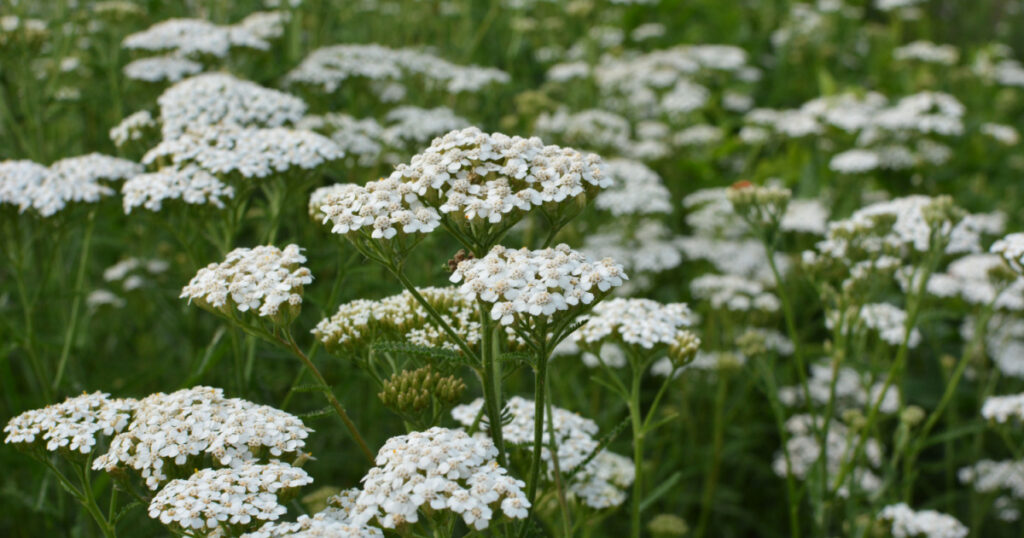 Yarrow (Achillea) blooms in the wild among grasses