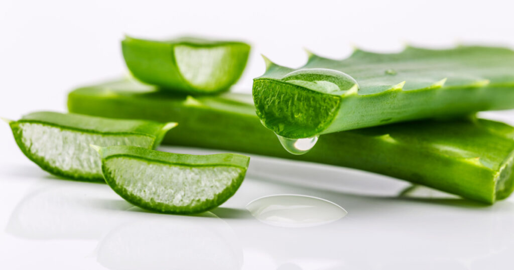 Aloe sliced, isolated on a white background