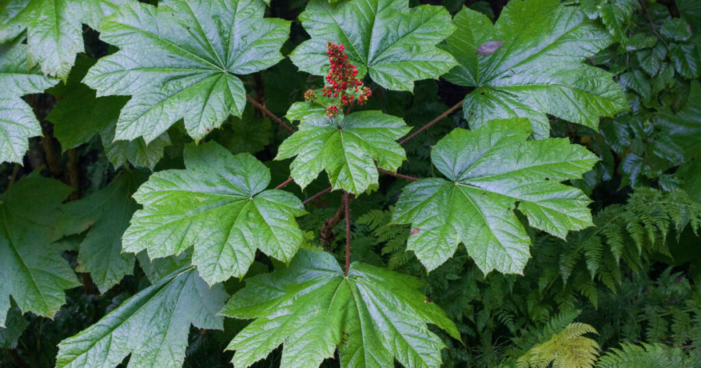 Devil's club or devil's walking stick (Oplopanax horridus, Araliaceae; syn. Echinopanax horridus, Fatsia horrida) is a large understory shrub endemic to the arboreal rainforests. Red fruits on plant.