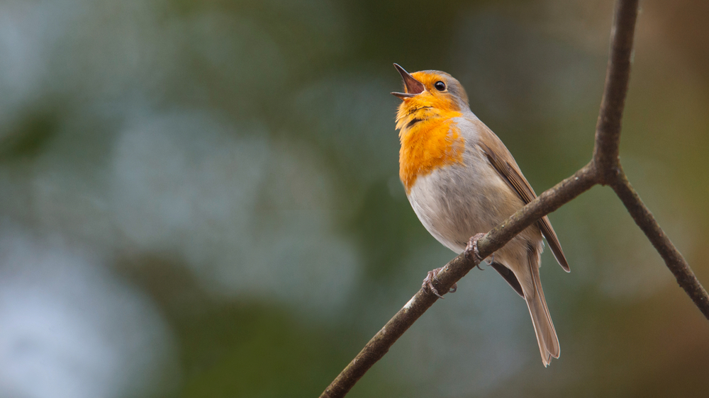 Robin is chirping on a branch
