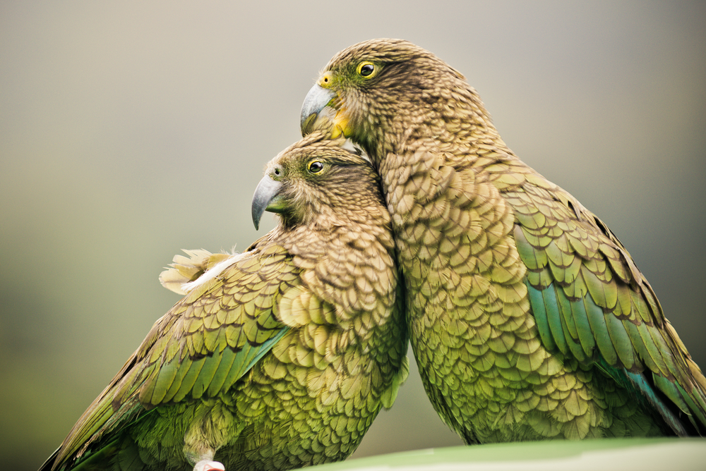 Kea's (Alpine Parrots) sitting together, Arthurs Pass National Park, New Zealand 